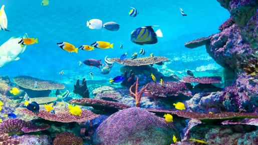 Sea Life Coex Aquarium Ticket