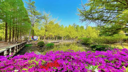 Nami Island Ticket with Transfer