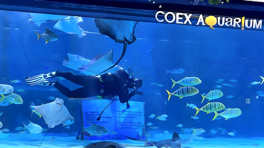 Sea Life Coex Aquarium Ticket