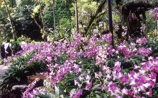 National Orchid Garden Ticket