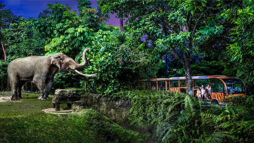 Singapore Night Safari Ticket