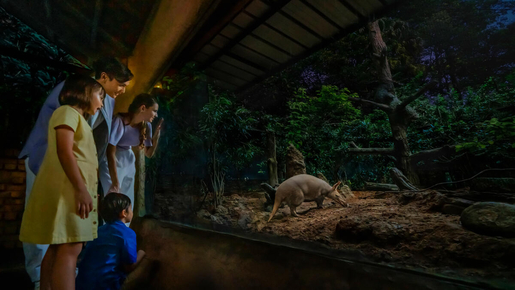 Singapore Night Safari Ticket