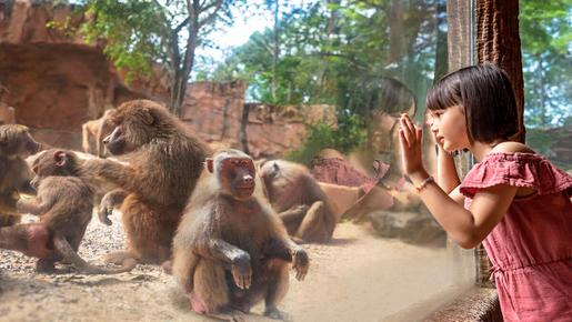 Singapore Zoo Ticket