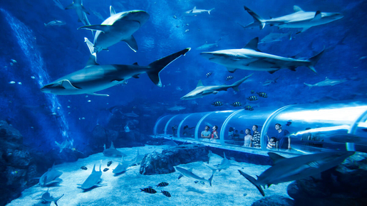 Singapore Oceanarium Ticket