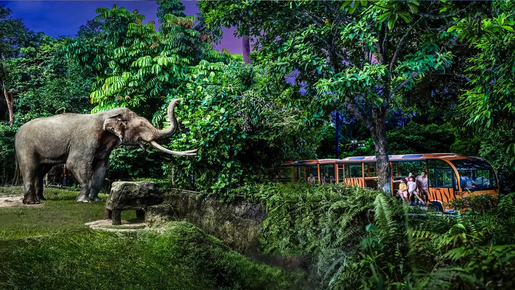 Singapore Night Safari Ticket