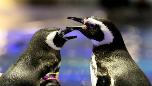 Sumida Aquarium Ticket