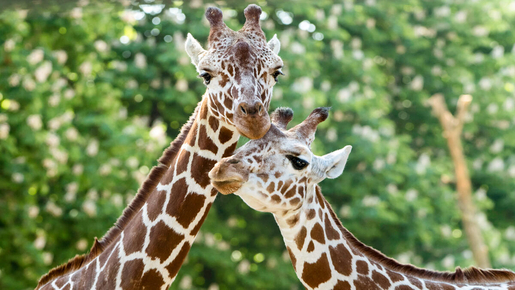 Schönbrunn Zoo Ticket