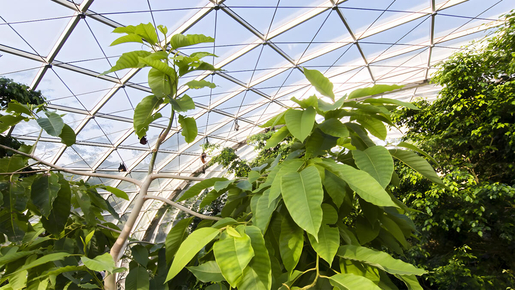 Schönbrunn Zoo Ticket