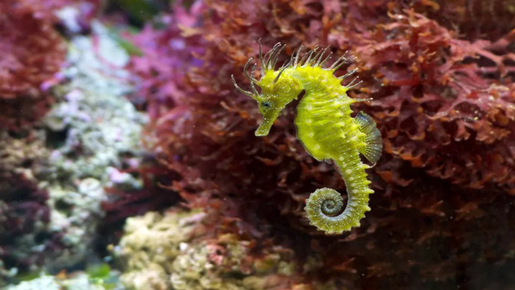 Schönbrunn Zoo Ticket