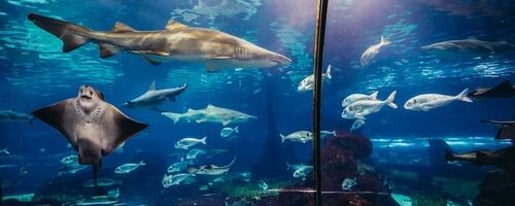 Barcelona Aquarium