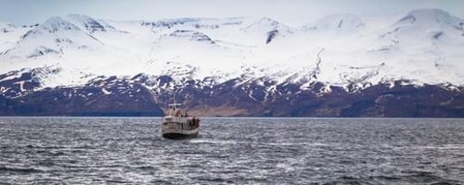 From Husavik: Whale Watching Tours