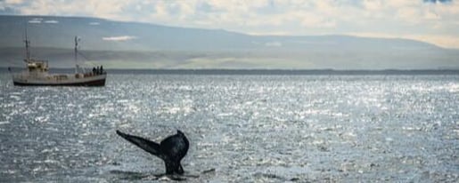 Whale Watching Tours