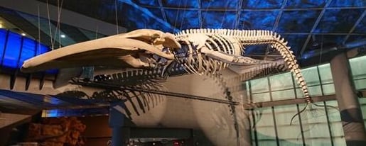 Whales of Iceland Museum