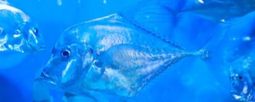 SEA LIFE COEX, Seoul Aquarium