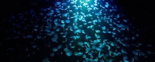 Singapore Oceanarium