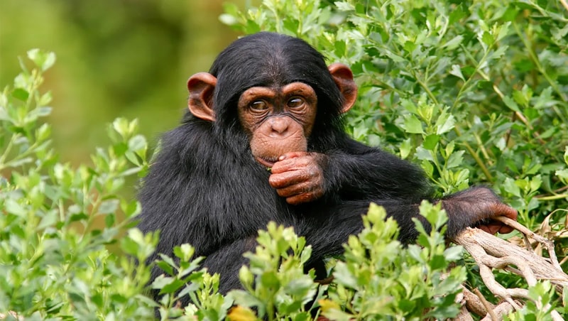 Jardim Zoologico (Lisbon Zoo) Ticket City Pass