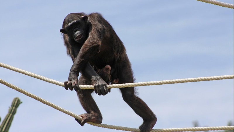 Lisbon Zoo Ticket City Pass