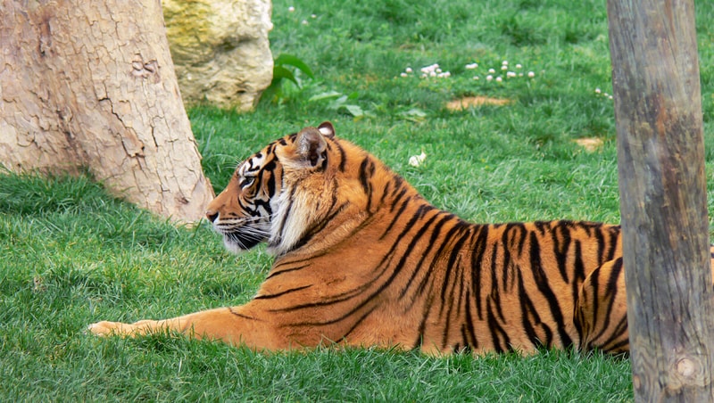 Jardim Zoologico (Lisbon Zoo) Ticket City Pass