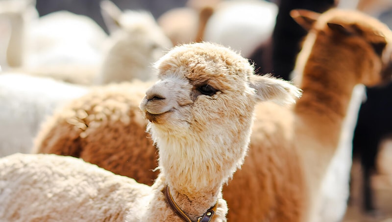 Alpaca World Ticket City Pass