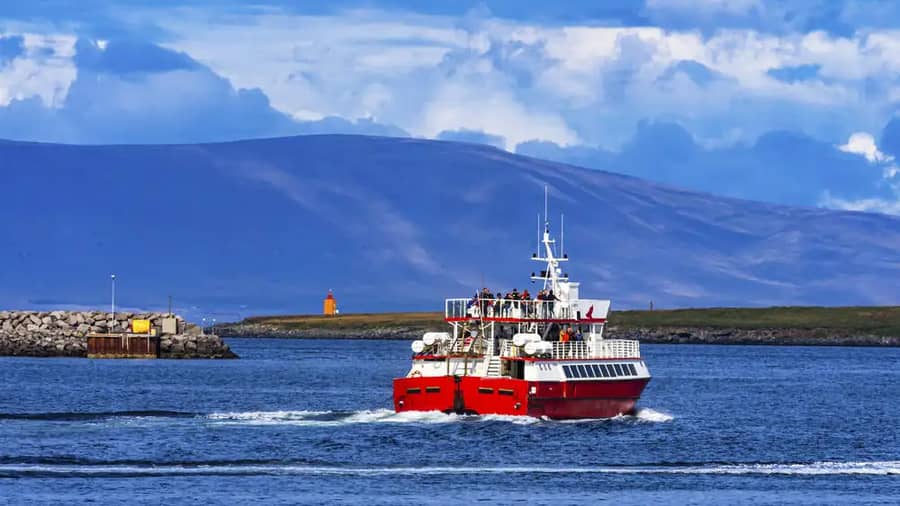 Booking a Whale Watching Tour in Reykjavik: All You Need to Know