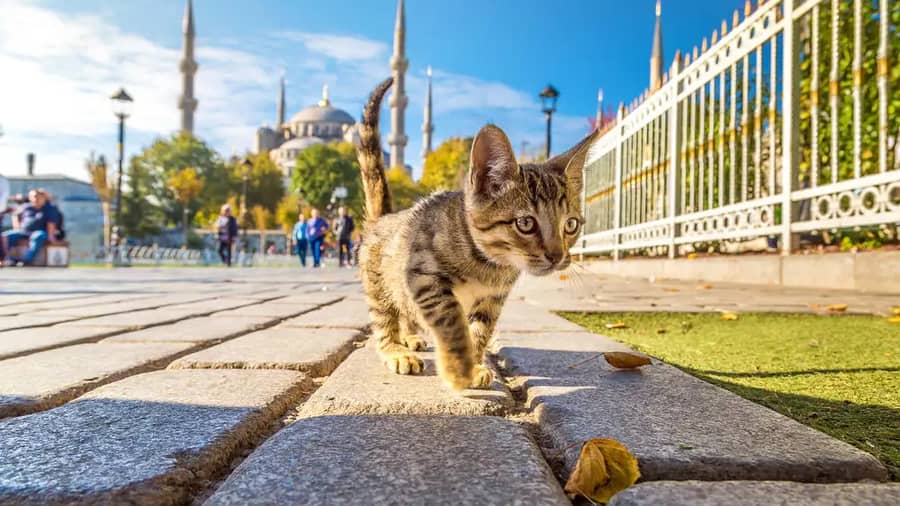 Off-the-Beaten-Path Locations Istanbul: Best Kept Secrets