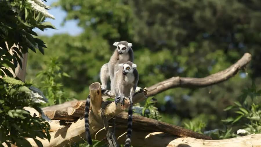 Vienna Schonbrunn Zoo