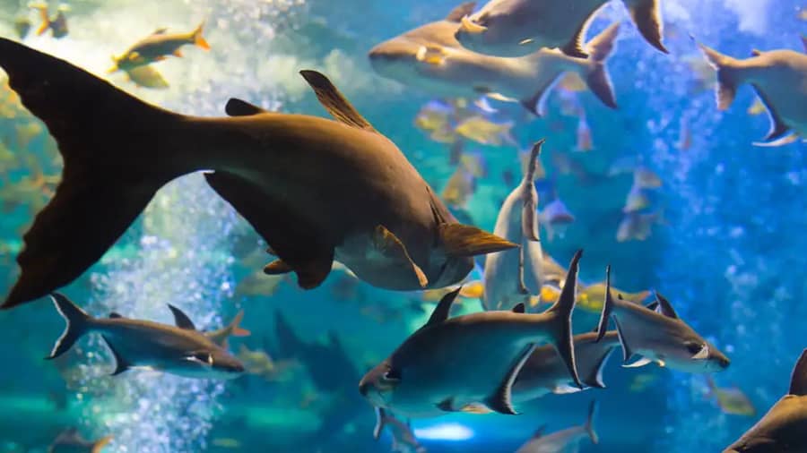 Shutterstock 1234460668