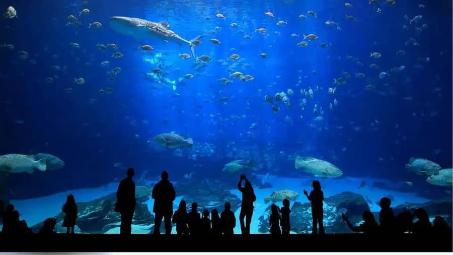 Antalya Aquarium2